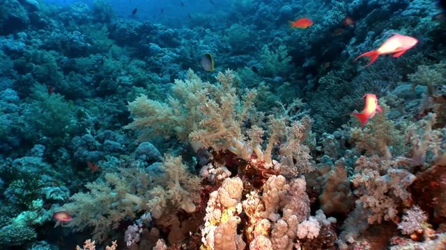 Underwater relax video about coral reef in pure transparent of Red sea. Bright marine nature on background of beautiful lagoon.