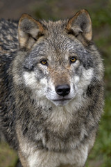 Naklejka na ściany i meble Headshot of alert European Red Wolf looking at viewer.