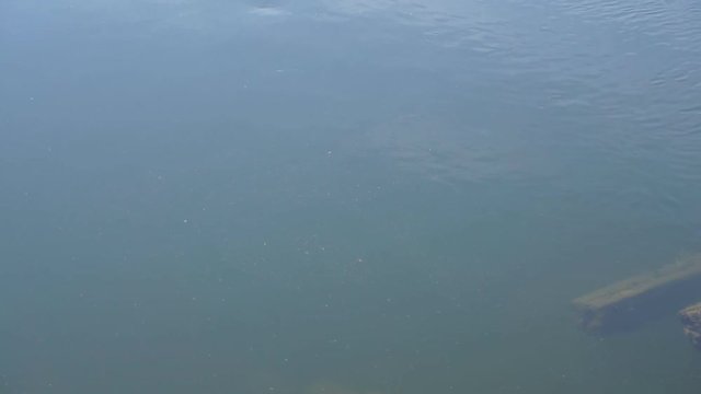 Close-up of a trout rising to grasshopper. Swallowing a grasshopper in one gulp.