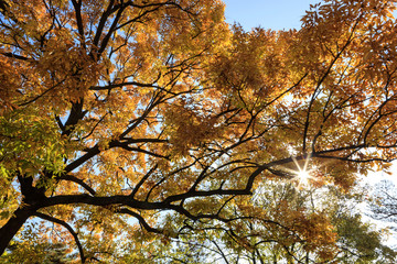 yellow tree, korean royal palace, landscape, Gyeongbokgung palace in seoul, korea.
