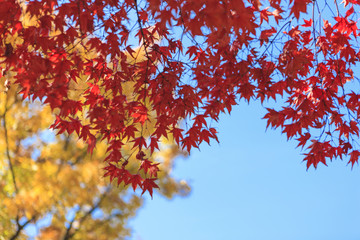 red maple tree in korean royal palace, Gyeongbokgung, landscape