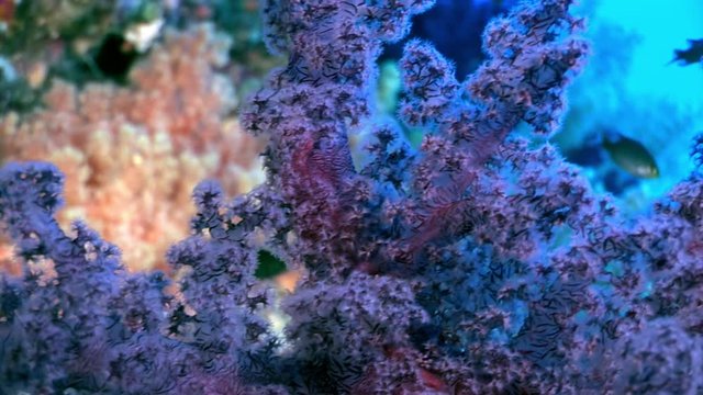 Underwater relax video about coral reef of Red sea. Bright orange marine nature on background of beautiful lagoon.