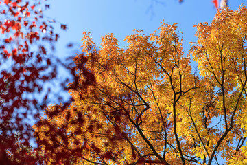 red maple tree in korean royal palace, Gyeongbokgung, landscape