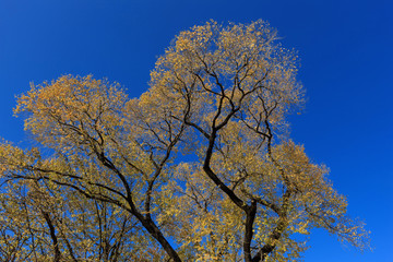 red maple tree in korean royal palace, Gyeongbokgung, landscape