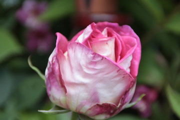 erblühende rose