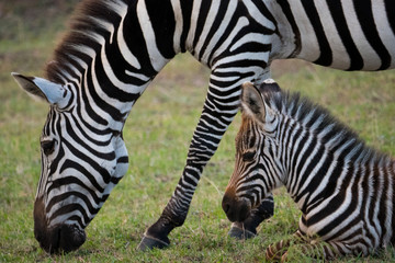 Fototapeta na wymiar Zebra in Masai Mara National Park