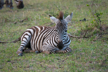 Fototapeta na wymiar Zebra in Masai Mara National Park
