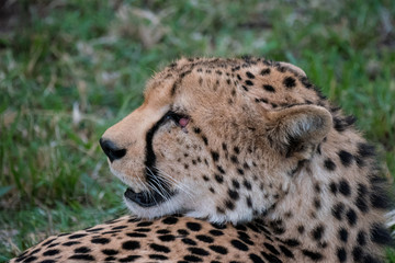 Cheetah in the Masai Mara National Park