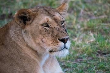 Lioness in Masai Mara