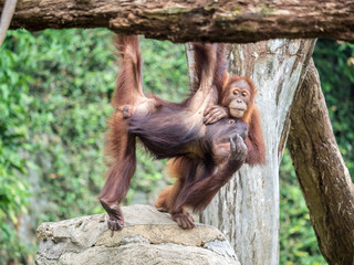A pair of Bornean orangutan Pongo pygmaeus hang out