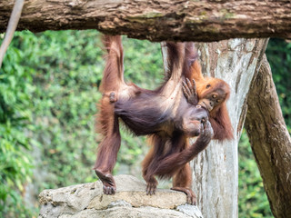 A pair of Bornean orangutan Pongo pygmaeus hang out