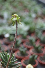 Thick leaf succulents show a different kind of beauty