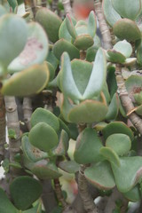 Thick leaf succulents show a different kind of beauty