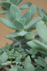 Obraz premium Thick leaf succulents show a different kind of beauty