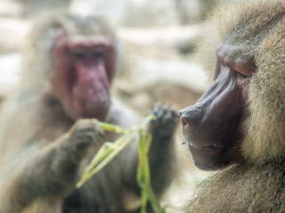 The portrait of a male baboon