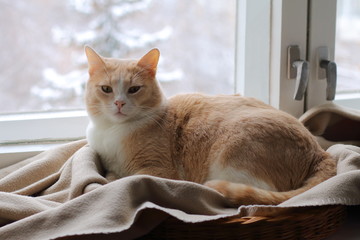 A red cat sits on a rug at the window in winter. 