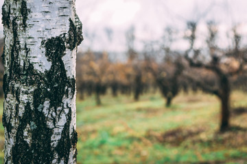 Close-up image of Birch with defocused view of the apple garden in autumn