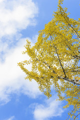 ginkgo, korean royal palace, Gyeongbokgung, landscape