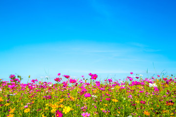 Obraz na płótnie Canvas cosmos flowers field with blue sky background