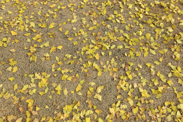 ginkgo, korean royal palace, Gyeongbokgung, landscape