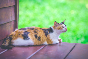 Naklejka na ściany i meble Cat sitting on a wooden balcony.