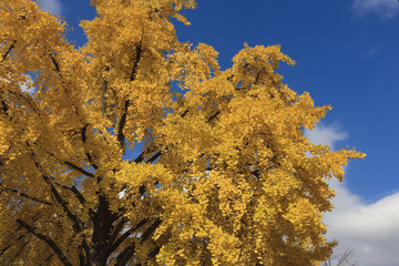 ginkgo, korean royal palace, Gyeongbokgung, landscape