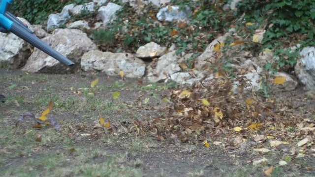 Blowing Leaves. using a leaf blower to move the fall leaves