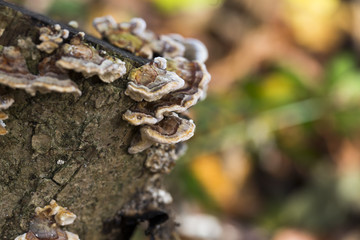 Holzpilz