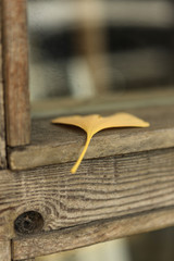 ginkgo close up, korean royal palace, Gyeongbokgung, landscape