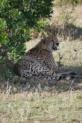 Cheetah in the Masai Mara National Park