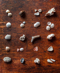 shell collection on the wooden background