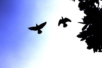 free for life like birds are flying