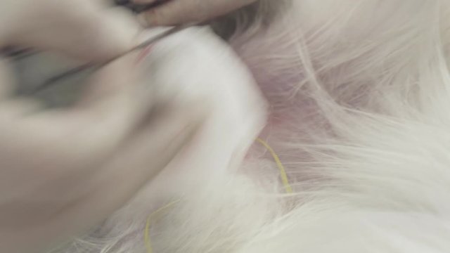 Operation on castration of dog close-up stock footage video