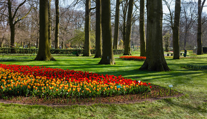 Plakat spring park with tulips