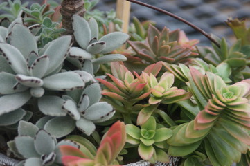Thick leaf succulents show a different kind of beauty