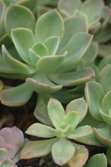 Thick leaf succulents show a different kind of beauty