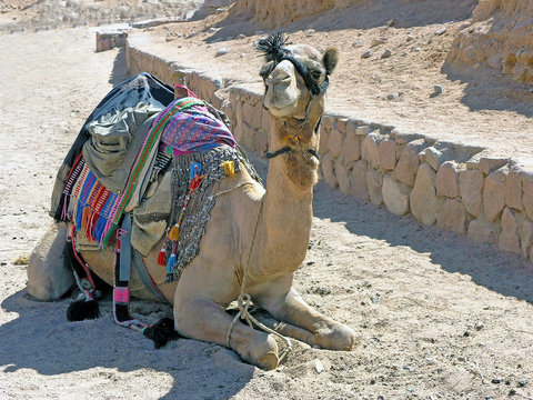 Egypt. Sinai. Camel. Desert ship is resting in his Harbor
