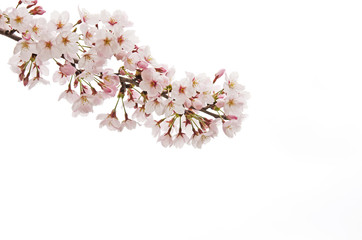 Obraz na płótnie Canvas 桜の花　白バック