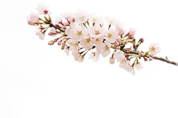Foto op Canvas 桜の花　白バック       © tamayura39