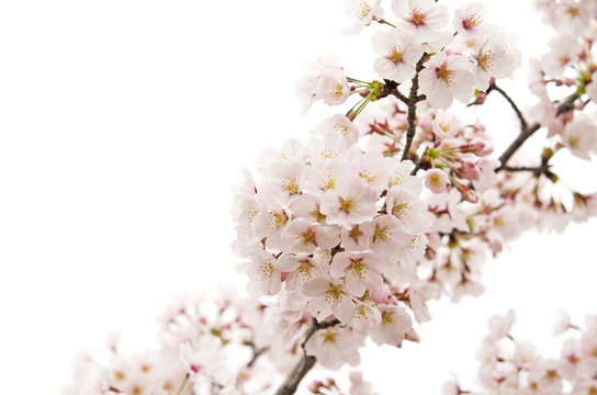 桜の花　白バック


