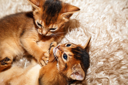 Kittens of Abyssinian cat lying on a fur blanket. Couple of kittens playing with each other.