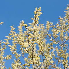 Weidenkätzchen, Weide, Salix, Frühling