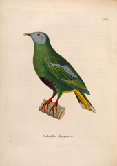 llustration of exotic pigeons.