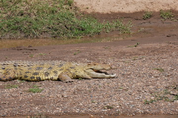 Crocodiles in the Masai River