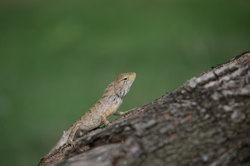 Lizard on the tree