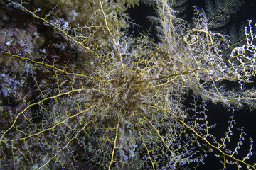 Swirl of feather star