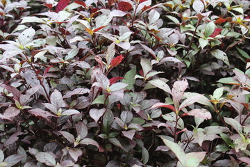 beautiful natural view