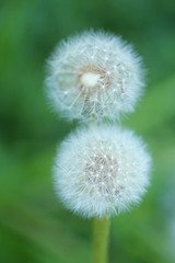 white fluffy dandelion (Taráxacum officinále) on a green  background. Dandelions in a cold green tone