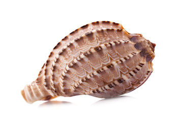 sea shell an isolated on white background
