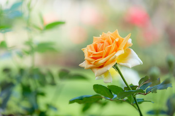 orange yellow roses in the garden